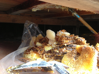 ハチ駆除画像_4