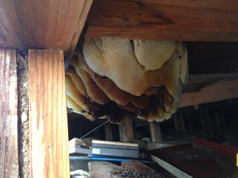 ハチ駆除画像_3