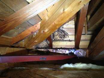 ハチ駆除画像_2