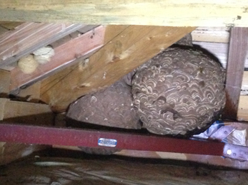 ハチ駆除画像_1