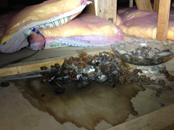 ハクビシン被害_1